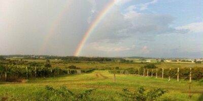 Lakeridge Winery & Vineyards