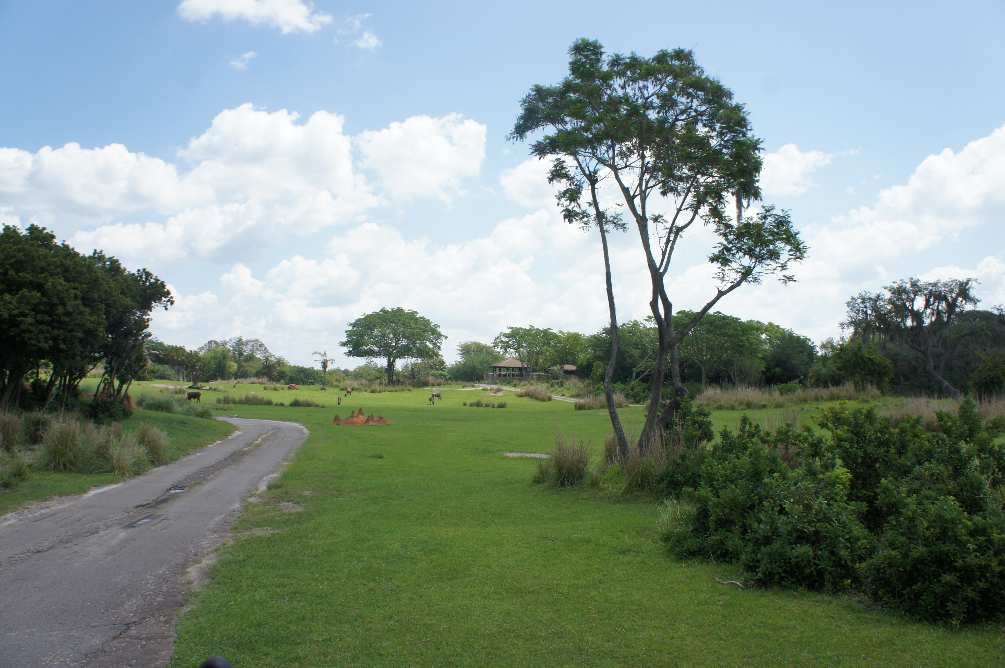 África - Animal Kingdom