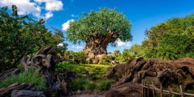 animal kingdom