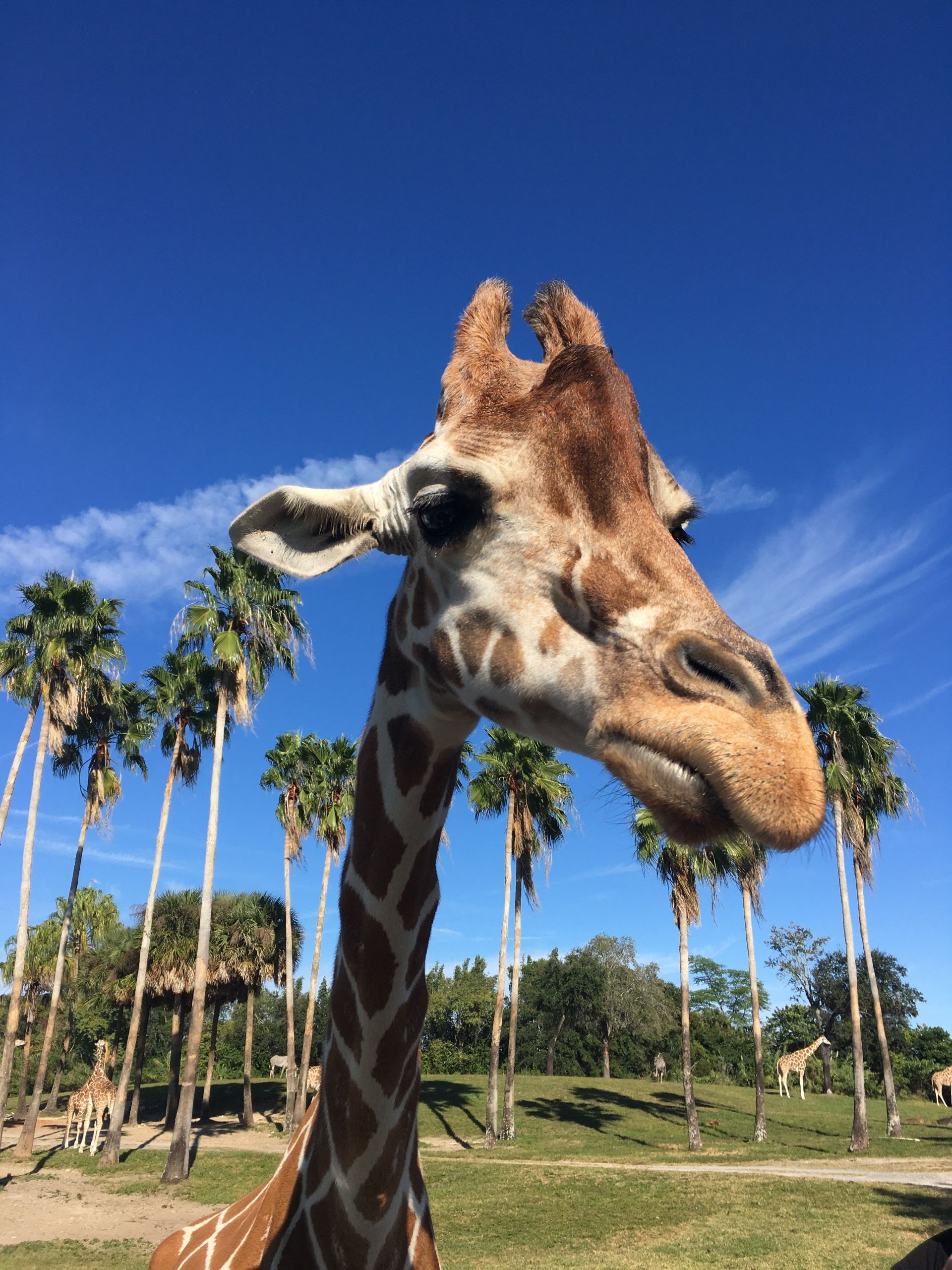 busch gardens