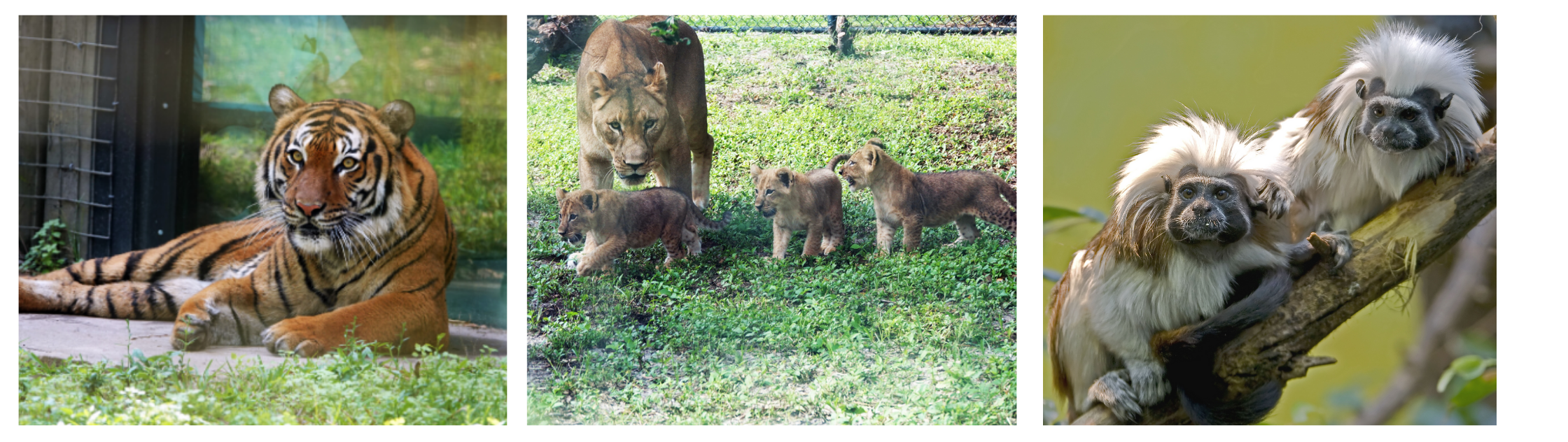 naples zoo