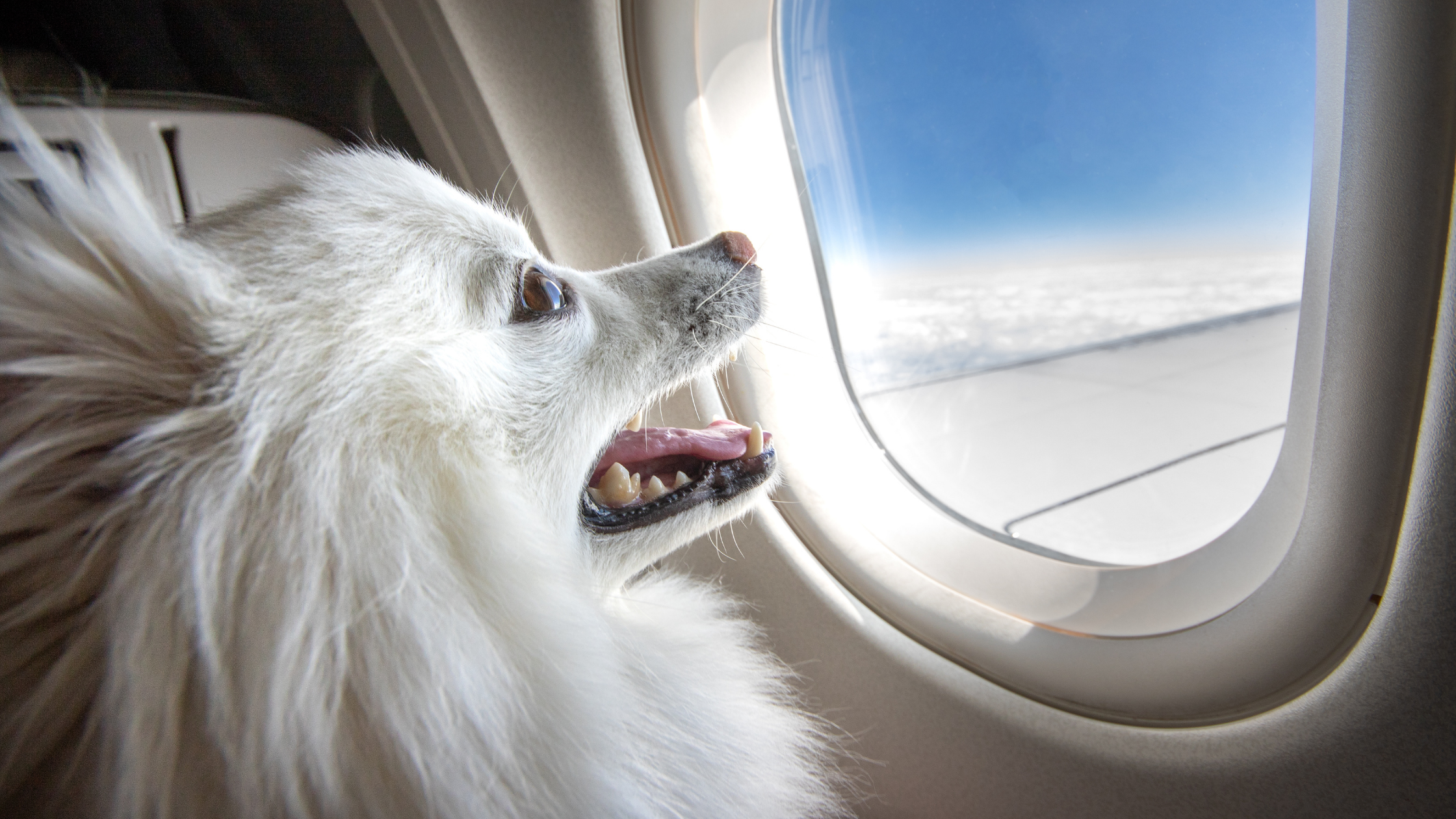 como levar o pet no avião